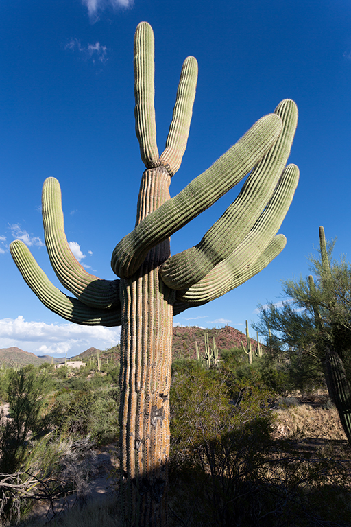 10-20 - 07.jpg - Saguaro National Park, West Part